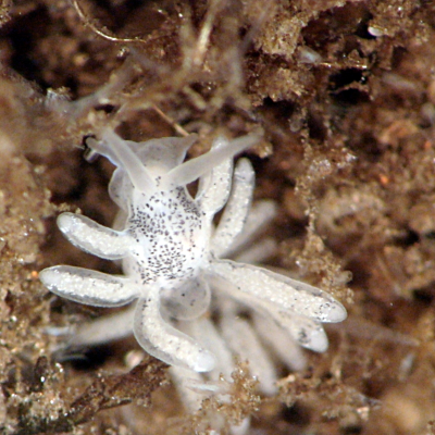 A white gelatinous slug with 12 visible tendrils and 2 gelatinous antennae.  