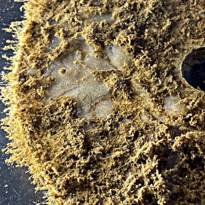 a foamy looking substance (the freshwater sponge) nestled among other organisms on a biodisc.