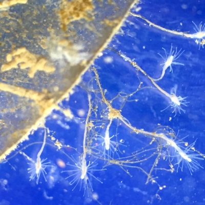 White twig-like hydroids on the edge of a biodisk against a blue background