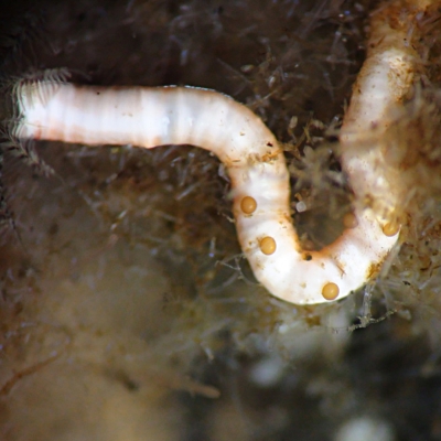 Limy tube worm