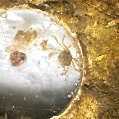 image of black-fingered mud crab inside center hole of bio-disc, seen through a microscope. There are 6 legs, two claws on the front and two paddles on the rear of the crab.