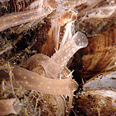 tube-like siphons protruding from several mussels in view.