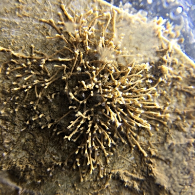 Tube Bryozoan