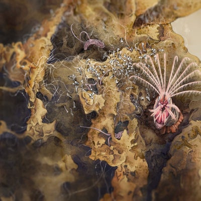 Amphipod, Tube Bryozoans, Colonial Hydroids, and Colonial Ciliates.