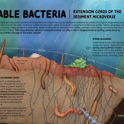 Cross section of bay floor depicting strings of cable bacteria spanning from the deep in the soil to the soil surface