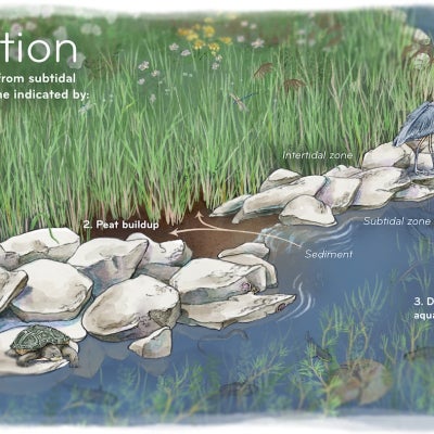 A series of illustrations show vegetation and sediment interactions—accretion and erosion—in living shorelines that include gaps, or “sills.”