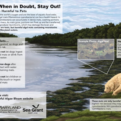 A poster depicting a dog sniffing in wetlands as well as text panels describing Cyanobacteria.
