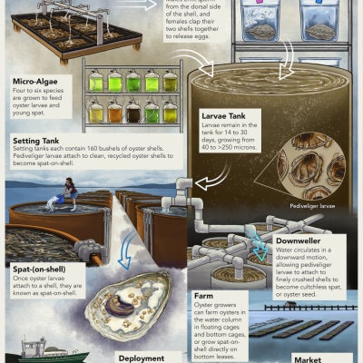 A graphic of an oyster’s life cycle, from broodstock and spawning all the way to an oyster farm and your local market and restaurant.