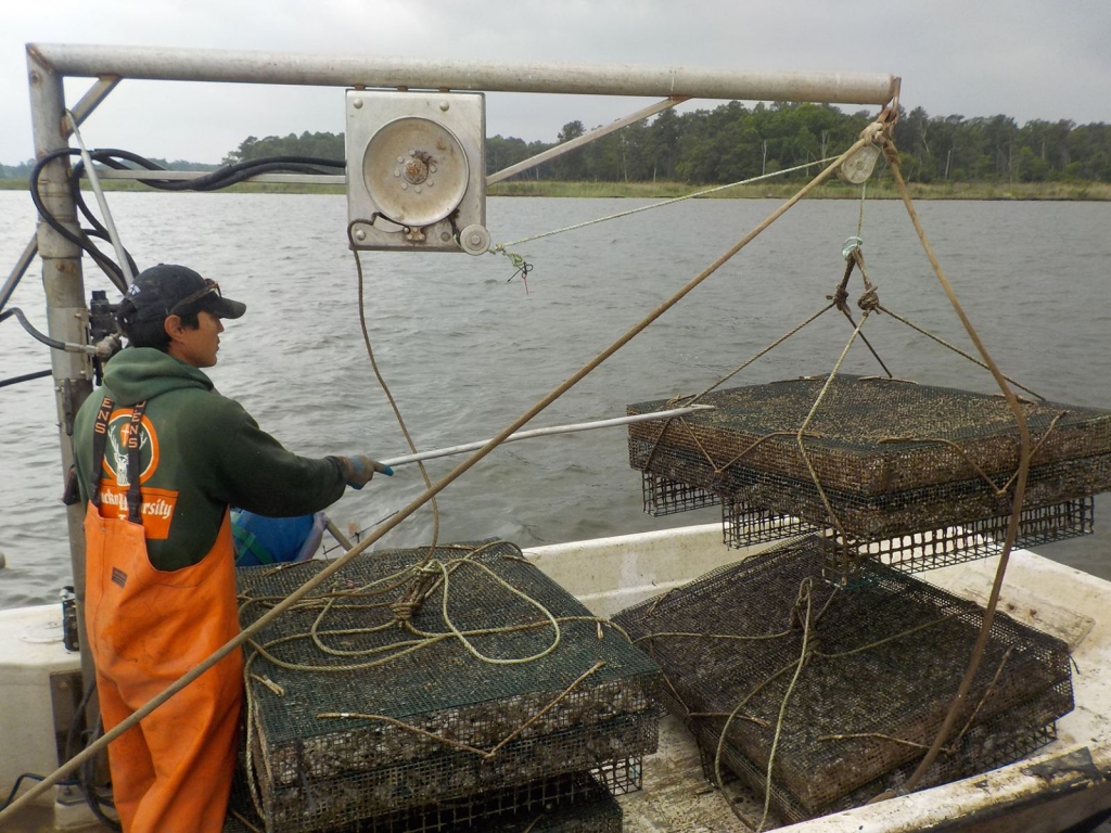 oyster cages