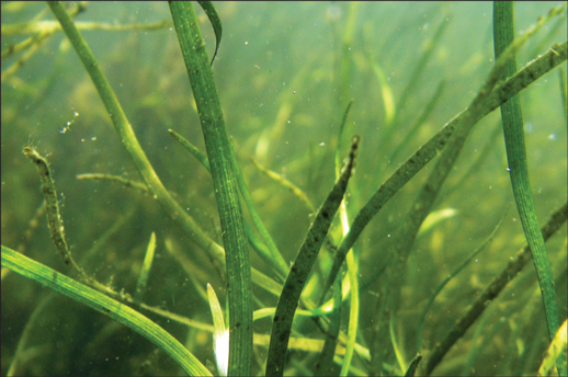 photo of submerged aquatic vegetation in the Susquehanna Flats, upper Chesapeake Bay