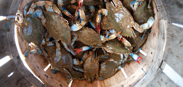 live crabs in basket