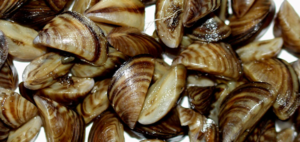 zebra mussels